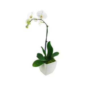 White Phalaenopsis