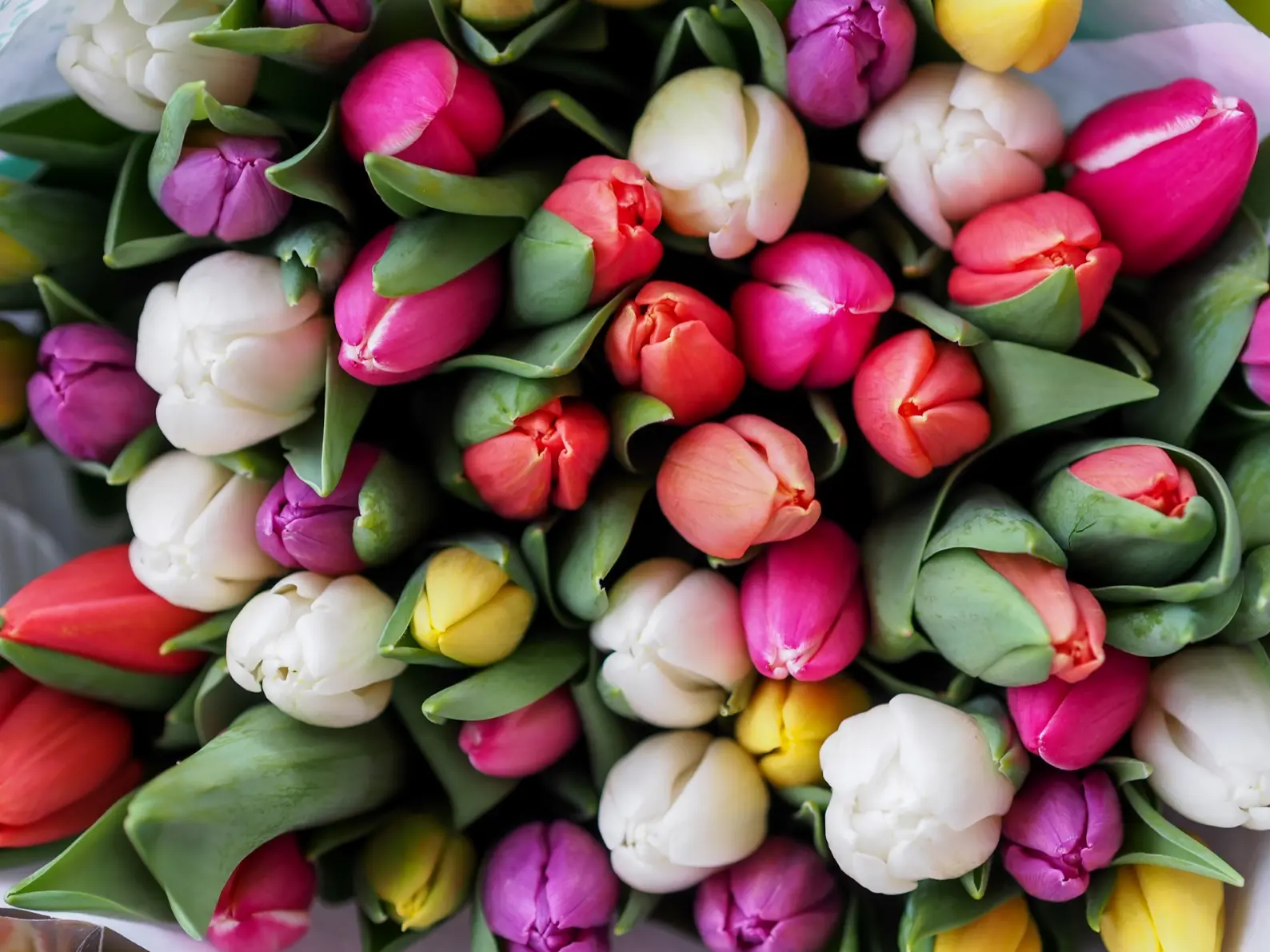 mixed color tulips