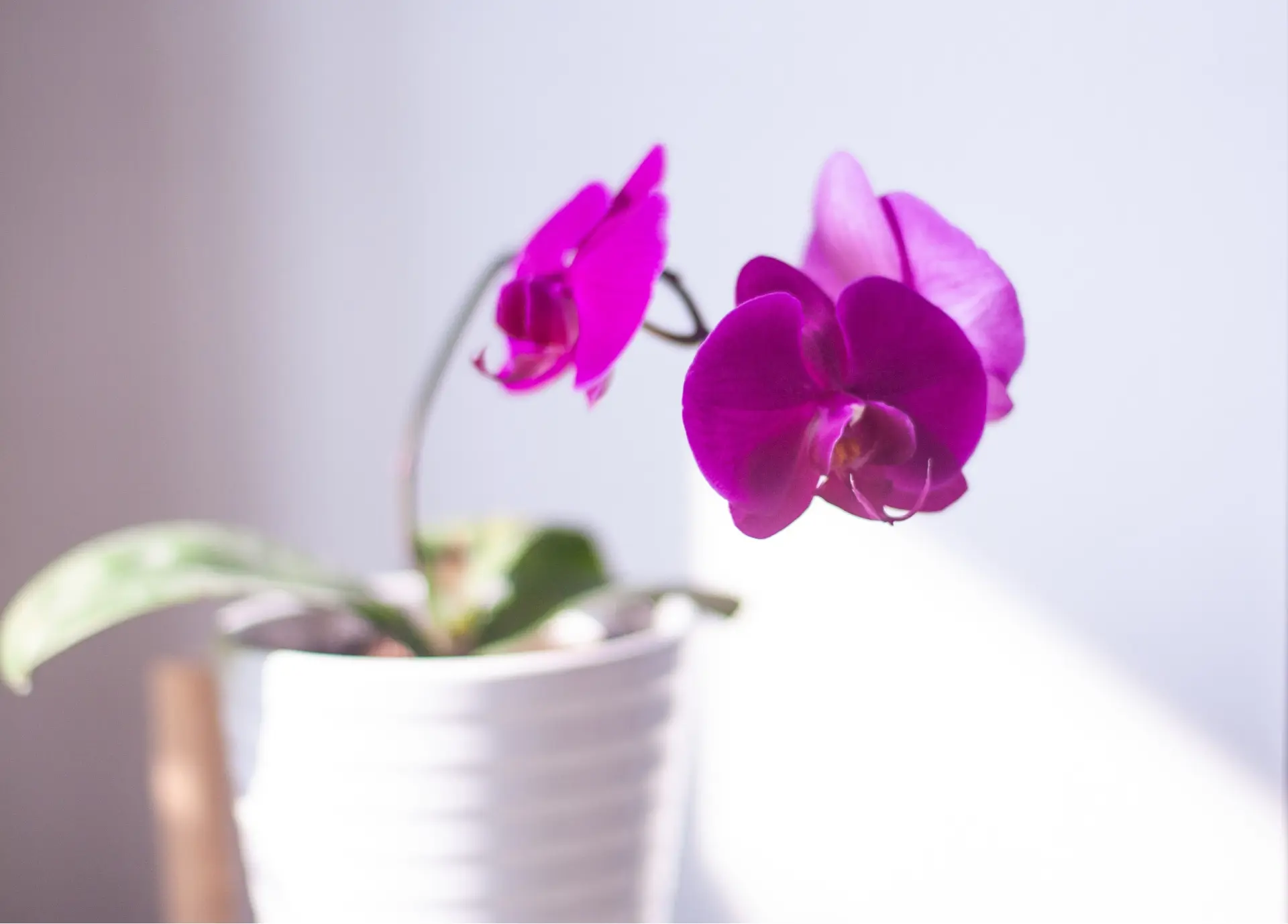 purple orchid in a pot