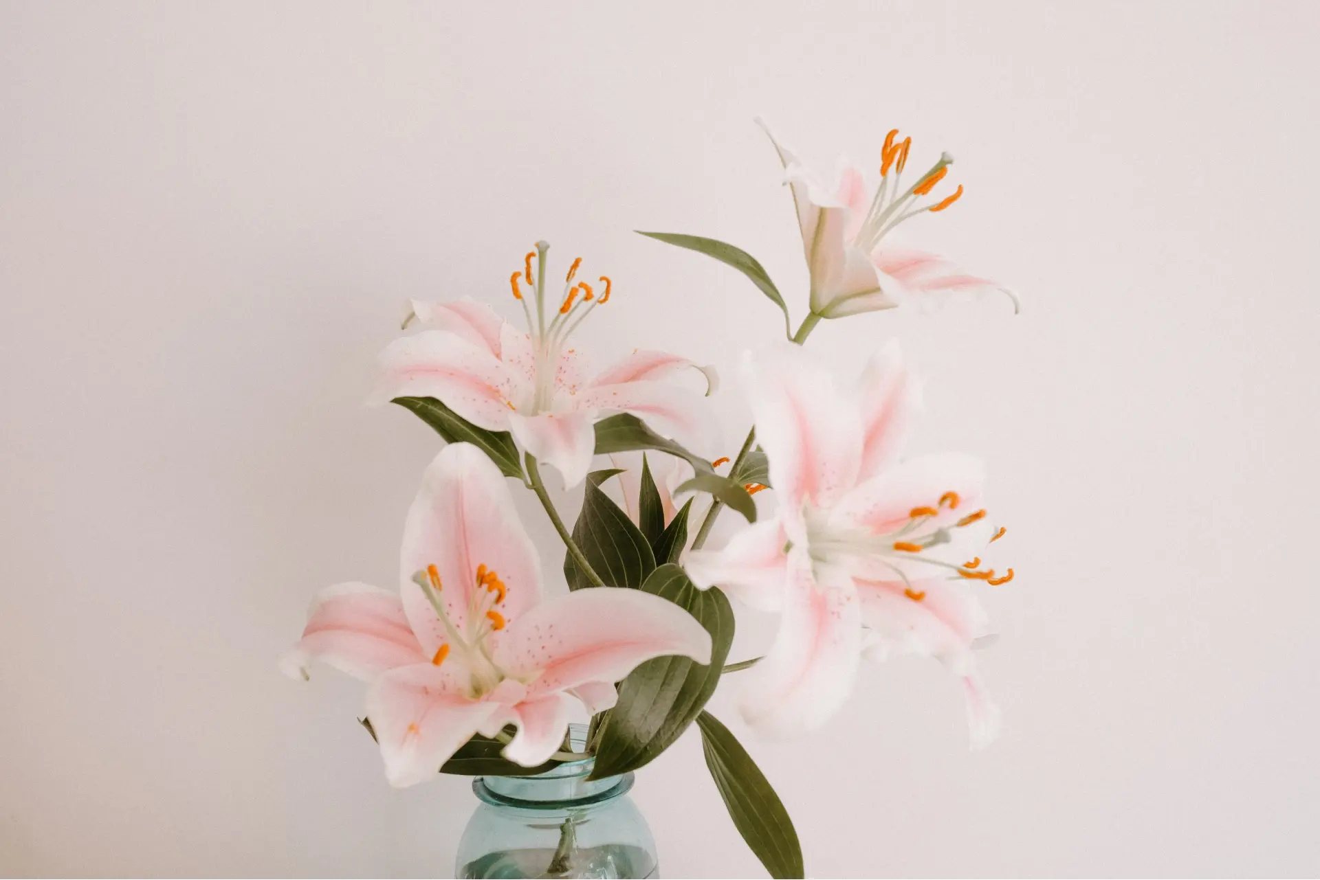 pink lilies in a vase