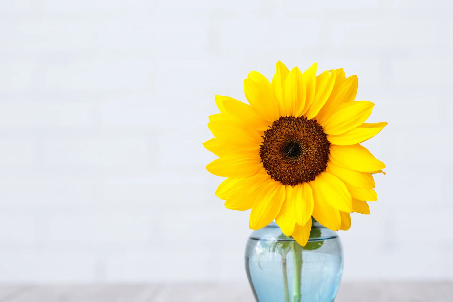 sunflowers in a vase