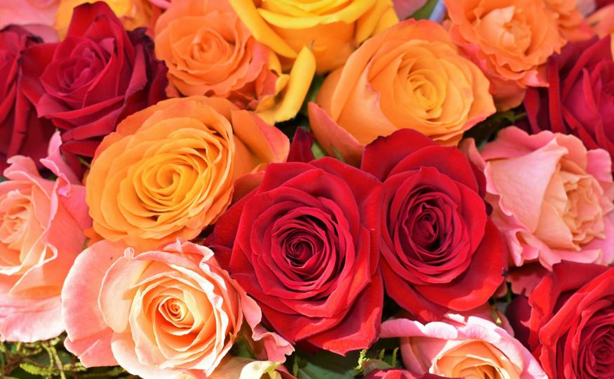 Flower Symbolism - roses