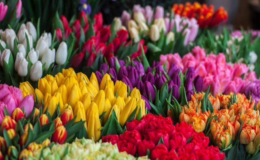 Flower Symbolism - tulips