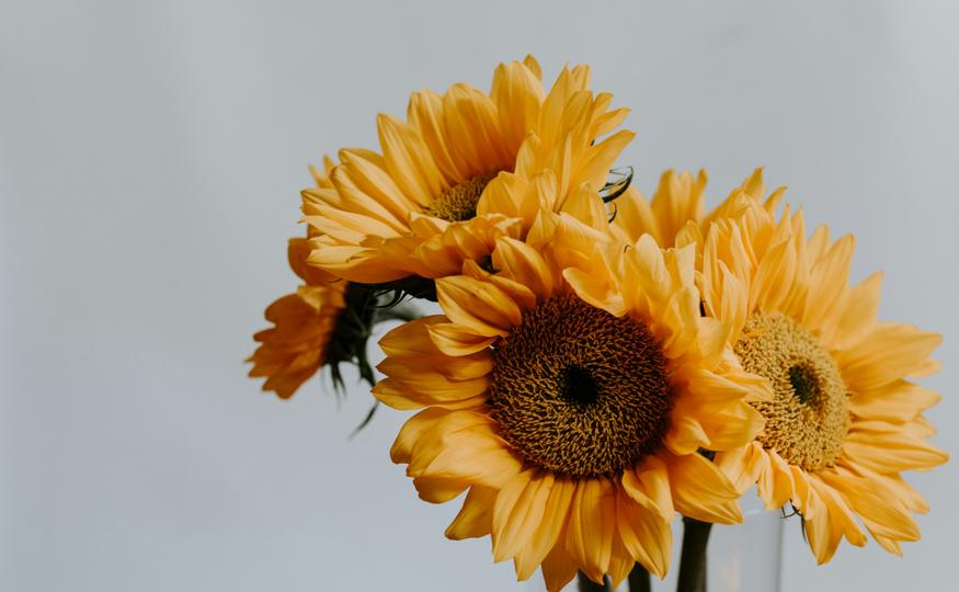 Flower Symbolism - sunflowers