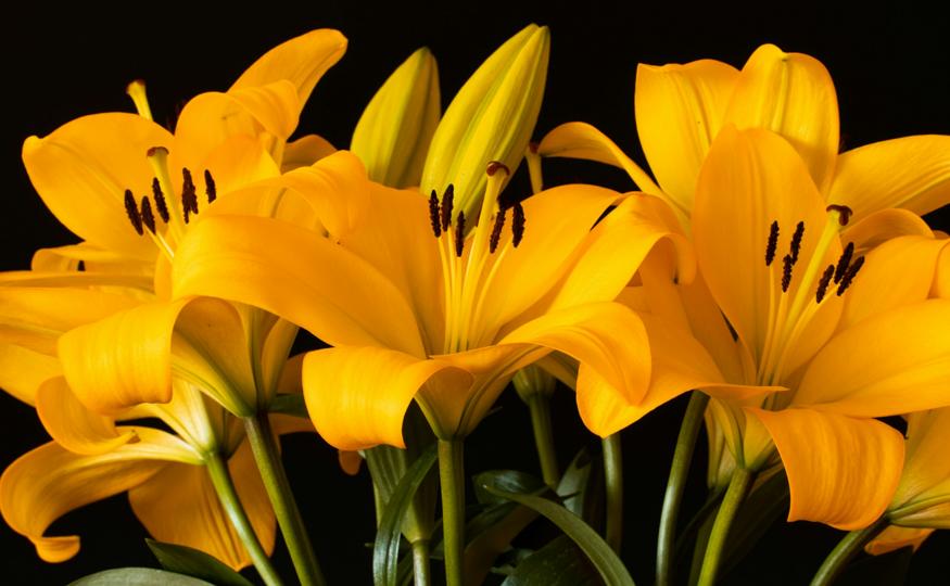 Flower Symbolism - lilies