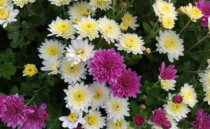 Flower Symbolism - chrysanthemums