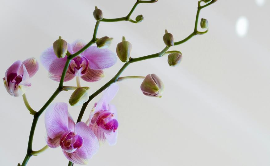 Flower Symbolism - Orchid