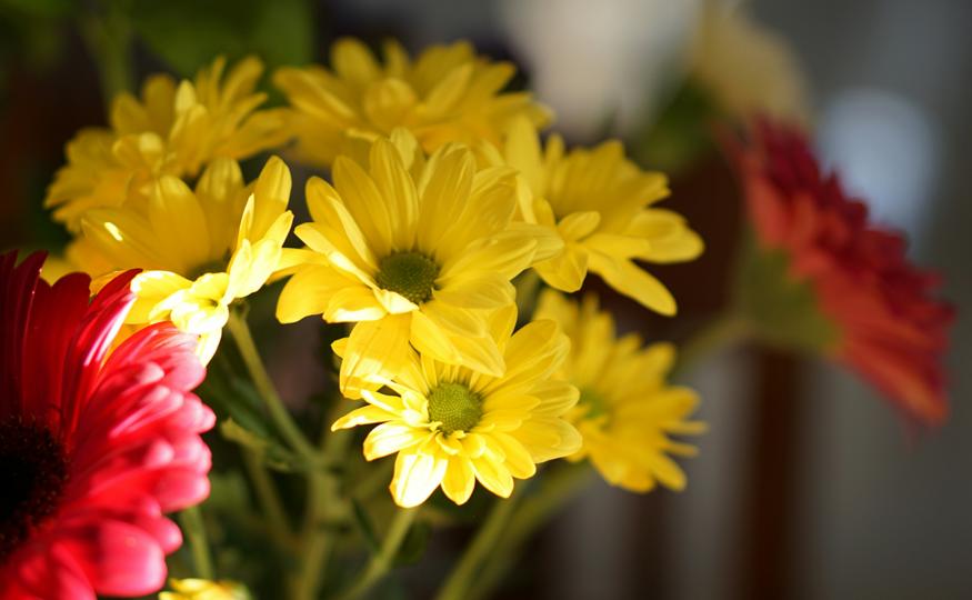 Flower Symbolism - daisies