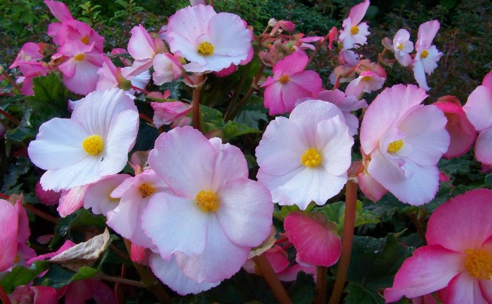 Allergy-Friendly Flowers-Begonias