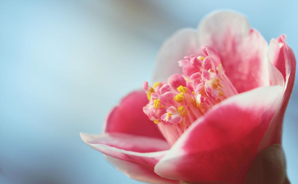 Allergy-Friendly Flowers-Camellias