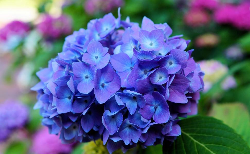Allergy-Friendly Flowers-Hydrangea