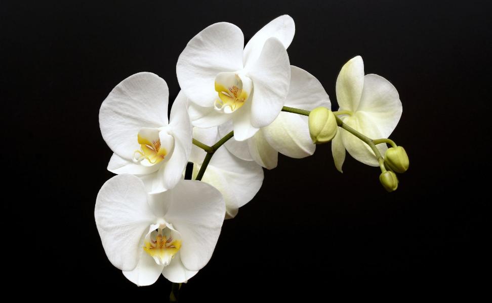 Allergy-Friendly Flowers-Orchids