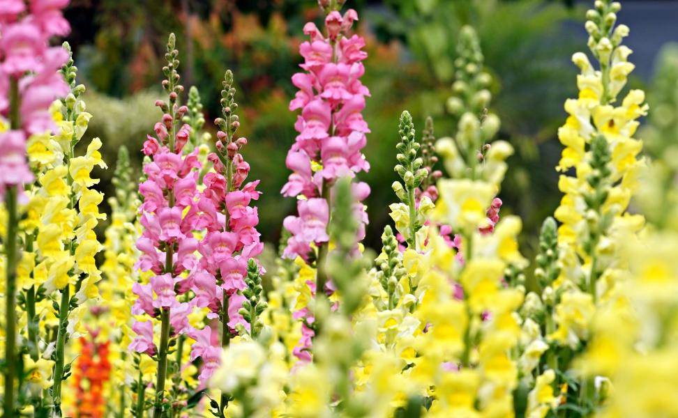 Allergy-Friendly Flowers-Snapdragon