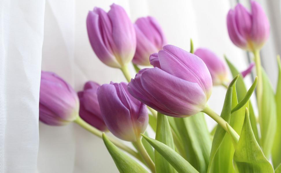 Allergy-Friendly Flowers-Tulips