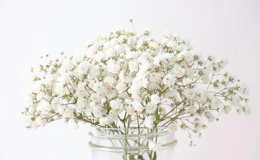 Baby’s Breath Meaning