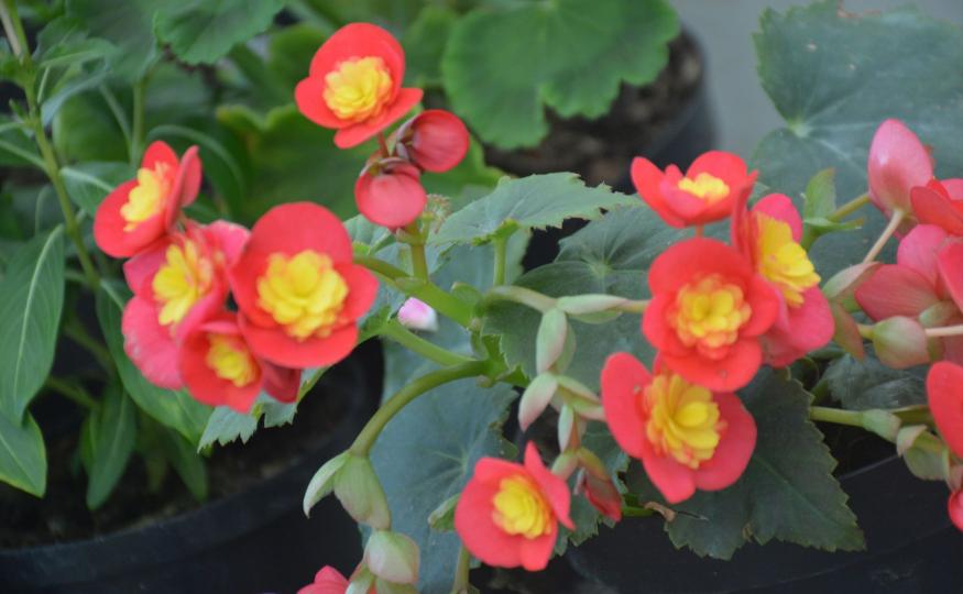 flowers that bloom all year - begonias
