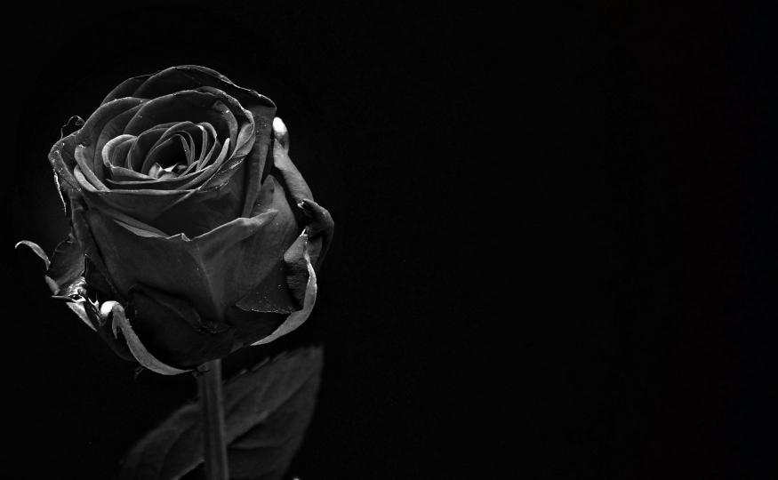 Black Roses Meaning