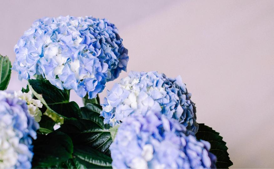 blue flowers