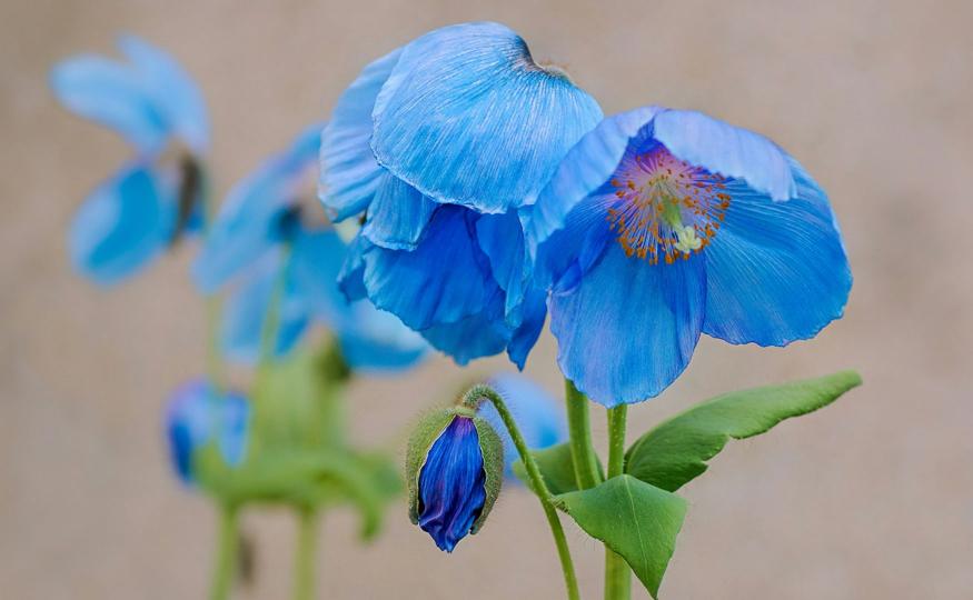 Rare Flowers: Blue Himalayan Poppy