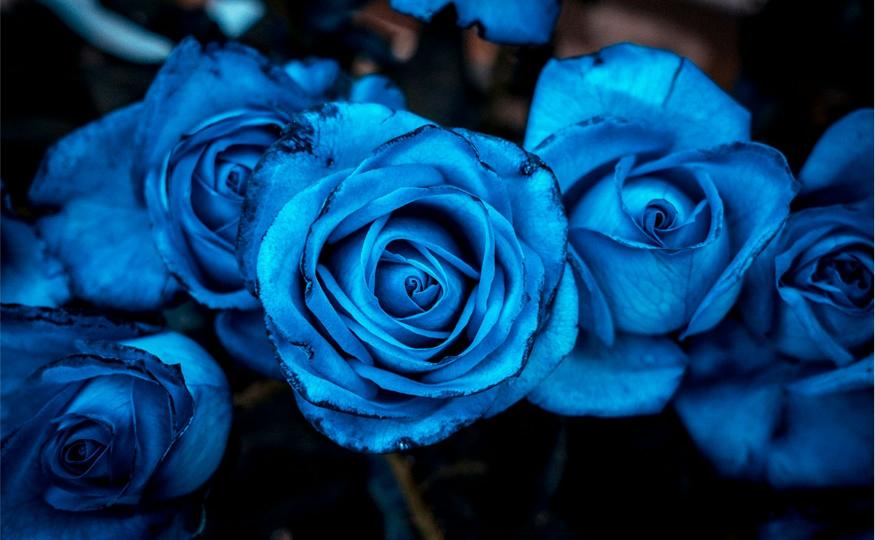 Blue Rose Meaning