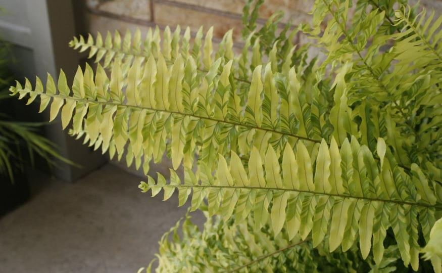Boston Fern