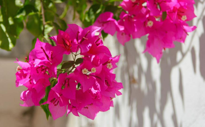 flowers that bloom all year - Bougainvillea