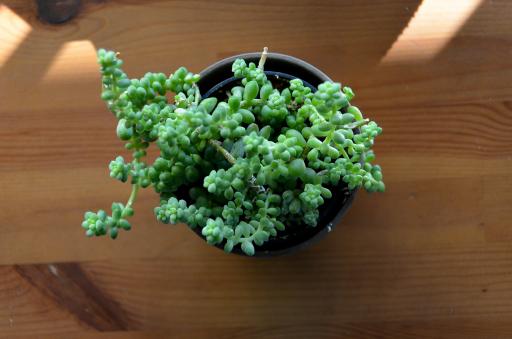 Burro’s Tail