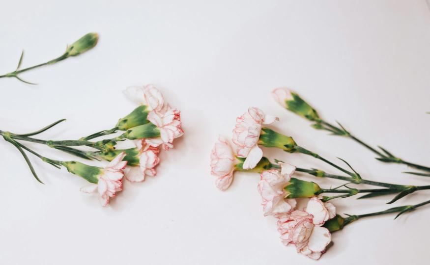 Carnation Symbolism