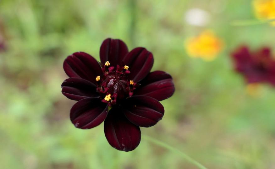 Rare Flowers - Chocolate Cosmos