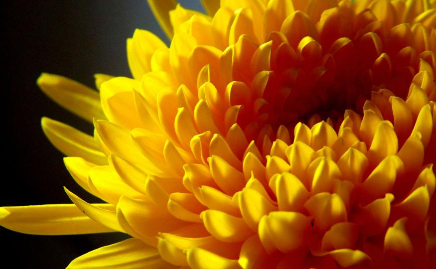 Chrysanthemum Symbolism