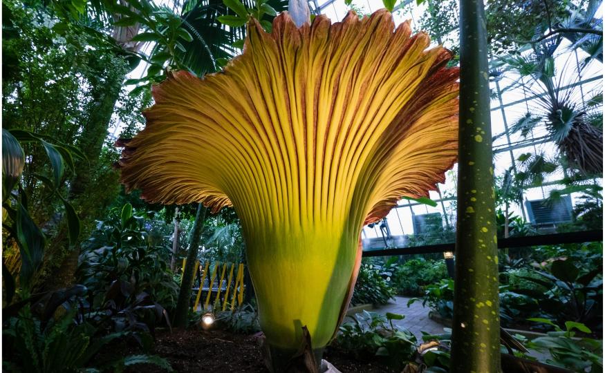 Rare Flowers - Corpse Flower