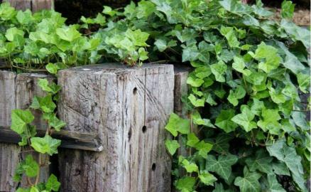 English Ivy