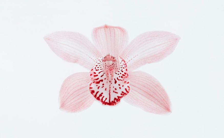 Flower History