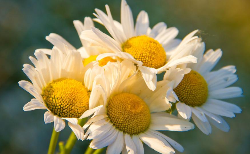 Flower Therapy