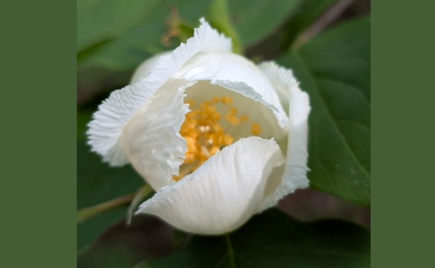 Rare Flowers - Franklin Tree Flower