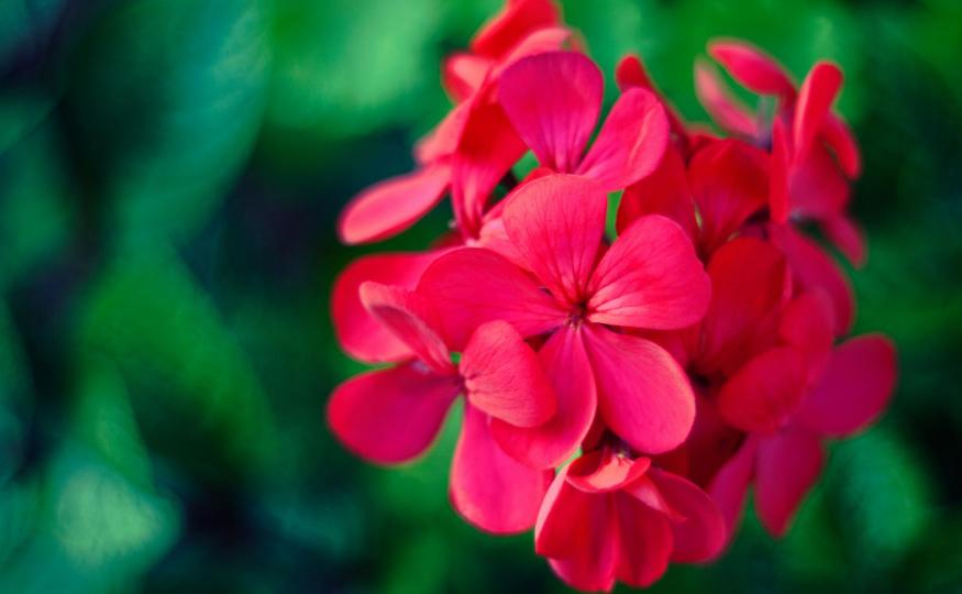 flowers that bloom all year - geraniums