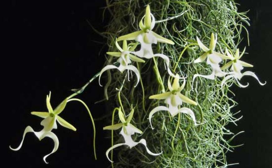 Rare Flowers - Ghost Orchid