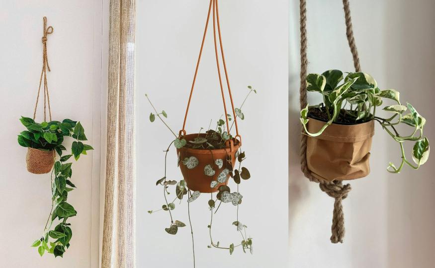 Hanging Plants
