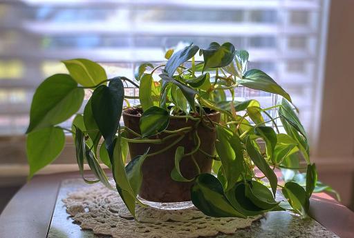 Heartleaf Philodendron