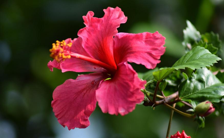flowers that bloom all year - hibiscus
