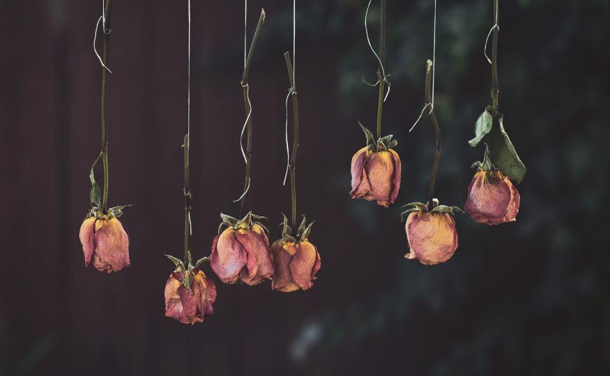 Keep Roses Fresh