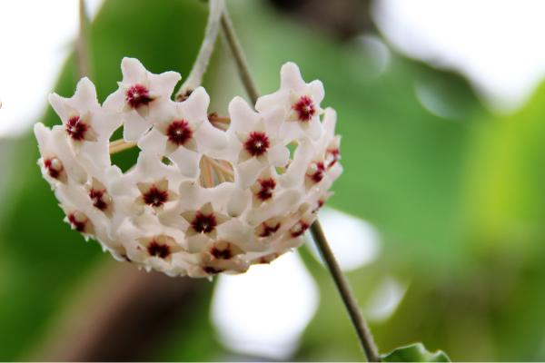 Hoya carnosa 