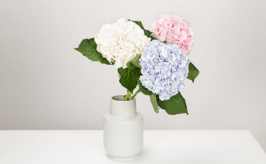 Hydrangea Care Tips