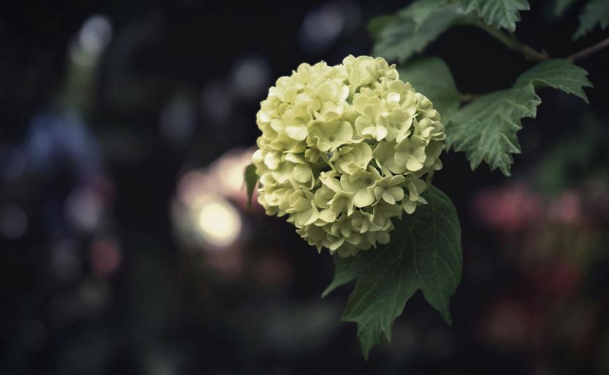 Hydrangea - Green Flowers