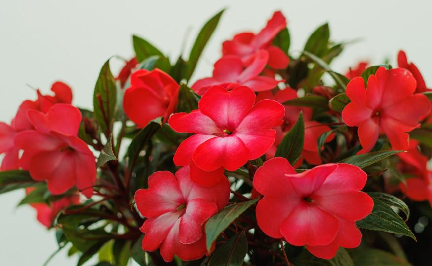 flowers that bloom all year - impatiens