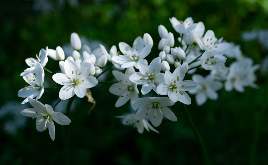 Jasmine Meaning