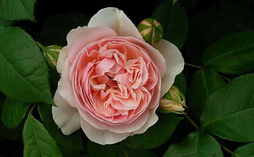 Rare Flowers - Juliet Rose