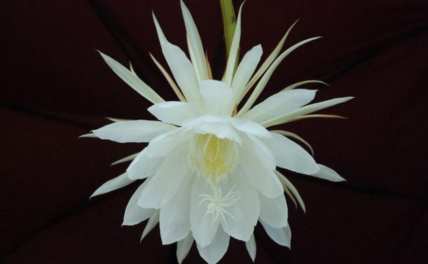 Rare Flowers - Kadupul Flower