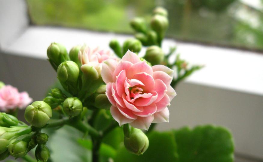 flowers that bloom all year - kalanchoe