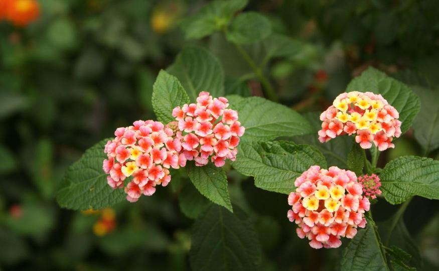 flowers that bloom all year - lantanas